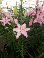 [4344 Sheila TLS VZ No01.JPG]